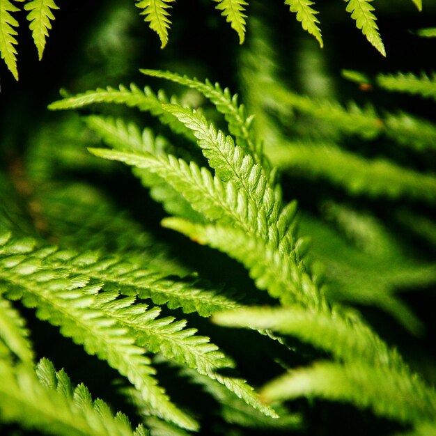 Foto close-up van varens die in het bos groeien