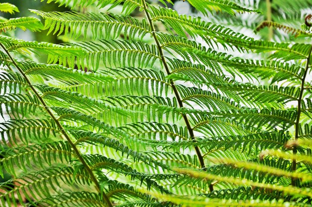 Foto close-up van varensbladeren