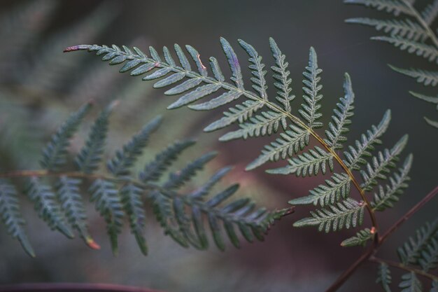 Close-up van varensbladeren