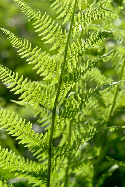 Foto close-up van varensbladeren