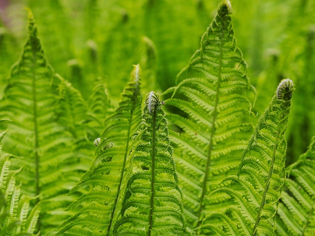 Close-up van varensbladeren