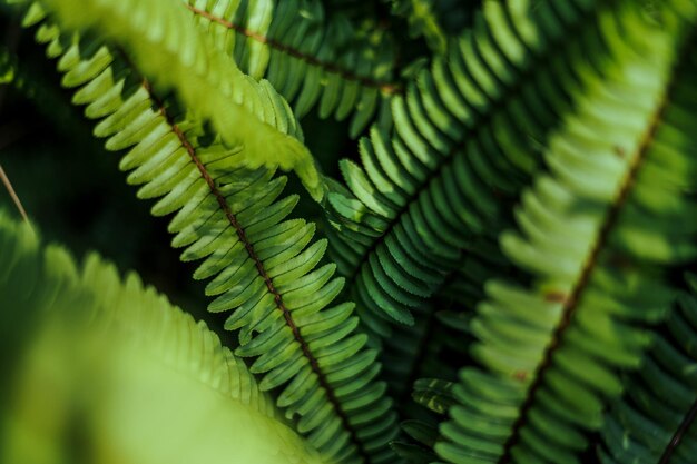 Foto close-up van varensbladeren