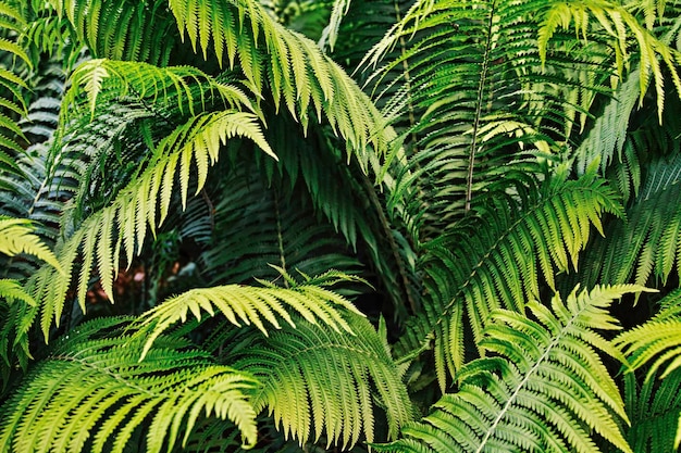 Foto close-up van varensbladeren