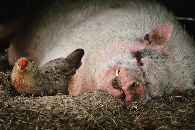 Close-up van varkens en kippen op de boerderij
