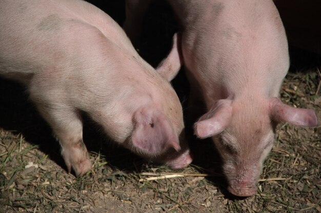 Foto close-up van varkens