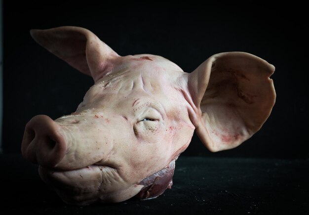 Foto close-up van varkensgezicht tegen zwarte achtergrond