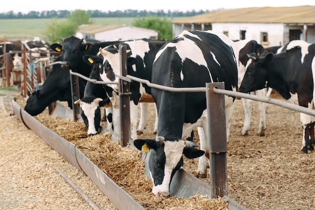 Close-up van veel koeien op een grote boerderij