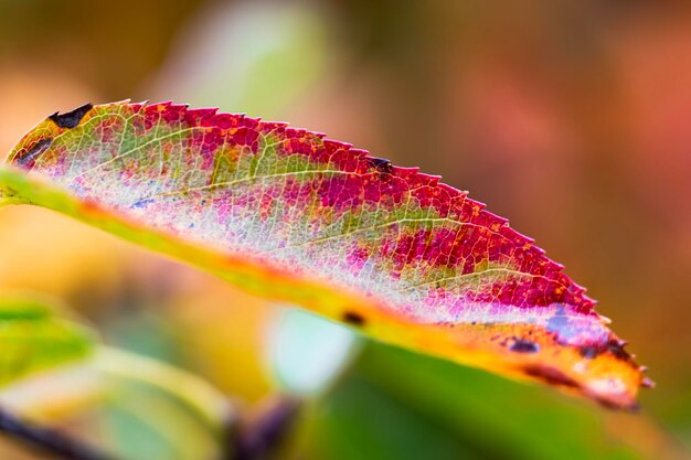 Foto close-up van veelkleurige bladeren