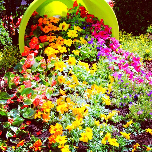 Foto close-up van veelkleurige bloemen die buiten bloeien