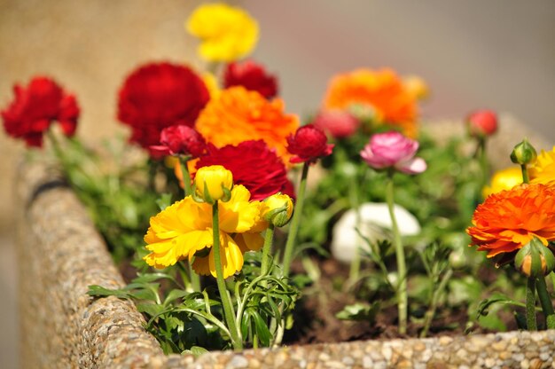 Foto close-up van veelkleurige bloemen die buiten bloeien