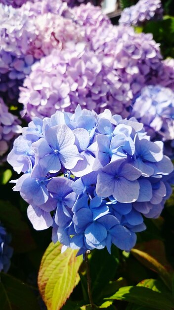 Foto close-up van veelkleurige bloemen