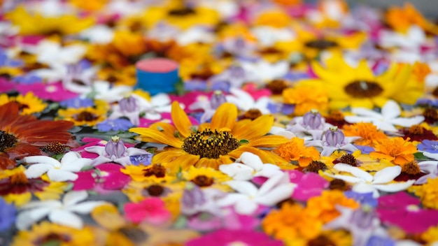 Foto close-up van veelkleurige bloemen