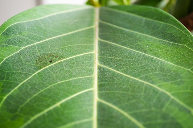 Close-up van veelkleurige groene bladeren op potplanten