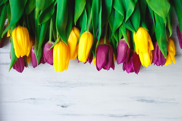 Foto close-up van veelkleurige tulpen