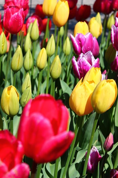 Foto close-up van veelkleurige tulpen