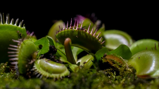 Close-up van Venus Flytrap-plant met mos