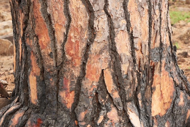 Close-up van verbrande boom op een berg Zoom in op textuur en patronen van een verbrande stronk na een bosbrand in het bos Verwoestende ontslagen die schade veroorzaken in de natuur milieuschade aan verschroeide boom