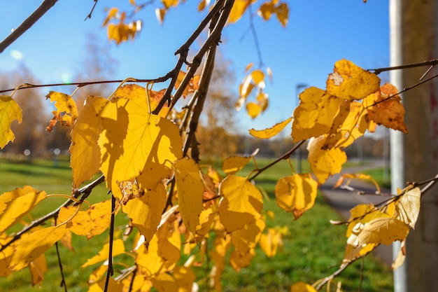 Close-up van vergeeld blad, vergeeld berkenblad, herfstblad