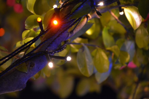 Foto close-up van verlichte bladeren