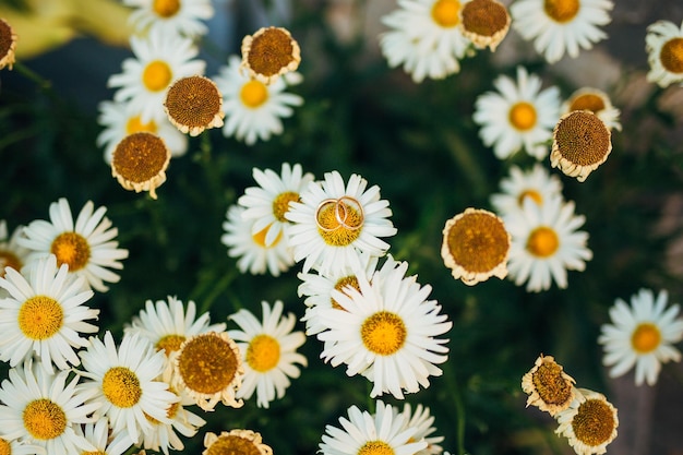Close-up van verlovingsringen op witte madeliefjesbloemen