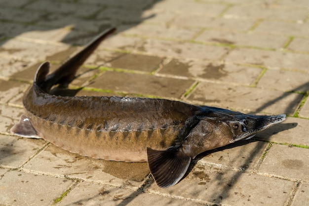 Foto close-up van vers gevangen steurvissen op viskwekerij