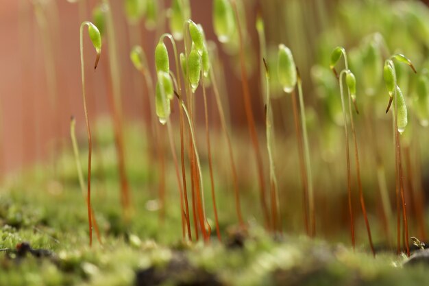 Foto close-up van vers gras in het veld