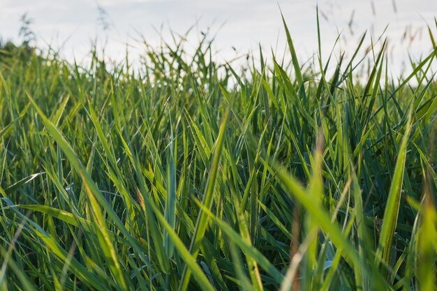 Close up van vers gras, vroege ochtend achtergrond.