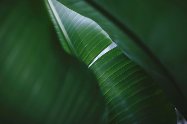Close-up van vers groen blad
