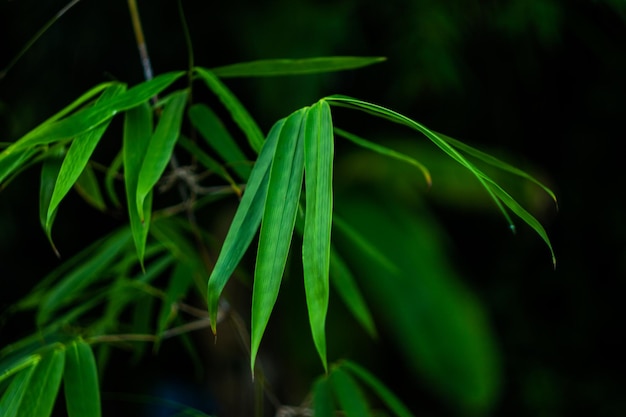 Close-up van vers groen blad