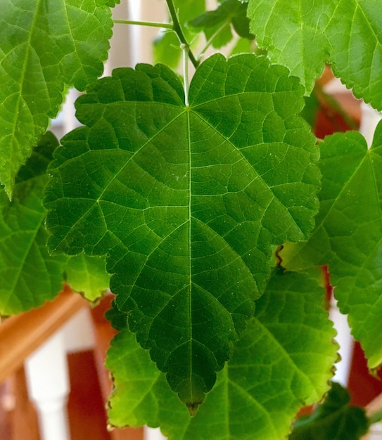 Foto close-up van vers groen blad