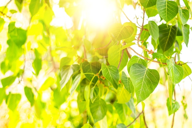 Close-up van vers groen Bo-blad met zonlicht in de ochtend. Bodhi pipal boom Boom Bladeren