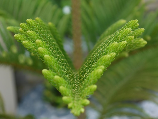 Foto close-up van vers groen dennenblad