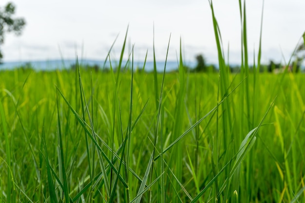 Close-up van vers groen gras in het veld