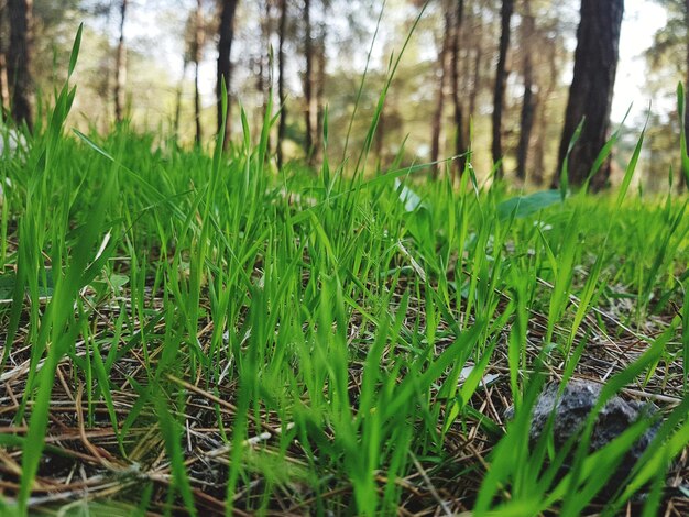 Foto close-up van vers groen gras in het veld