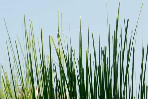 Close-up van vers groen gras tegen de hemel