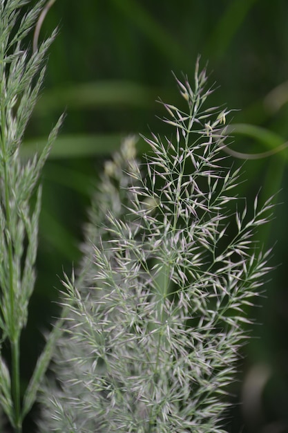 Foto close-up van vers groen gras