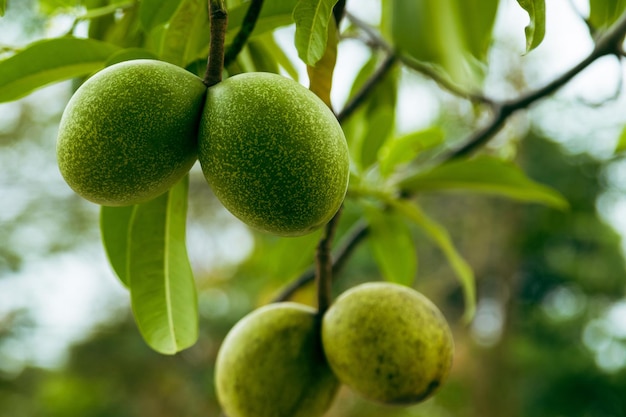 Close-up van vers tropisch fruit aan de boom