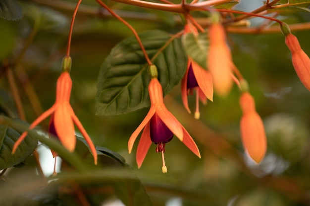 Close-up van verschillende oranje fuchsia hybrida-knoppen