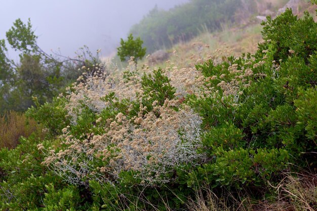 Close-up van verschroeid Fynbos dat groeit op Lions Head in Kaapstad De nasleep van een verwoestende bosbrand in een berglandschap met copyspace Dikke smoglucht met overleefde groene struiken en planten