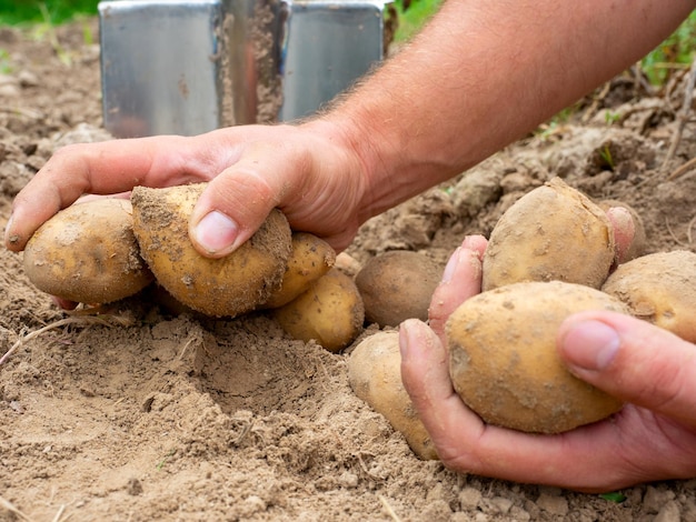 Close-up van verse aardappelen die in de handen uit de grond zijn gegraven. Een schop op de achtergrond. Het concept van oogsten