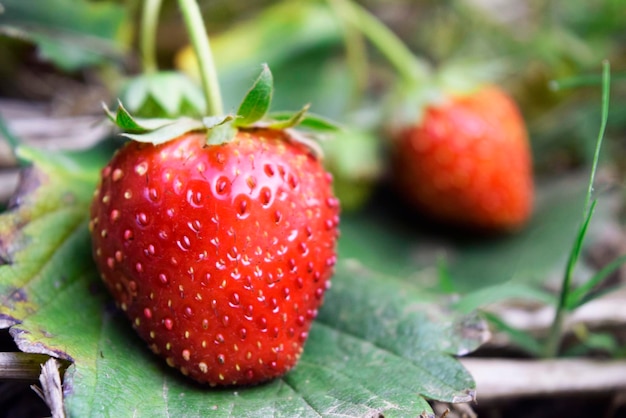 Close-up van verse aardbeien op een appel