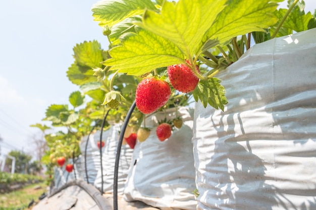 Foto close-up van verse biologische aardbeien. aardbei in de farm. agrarisch concept.