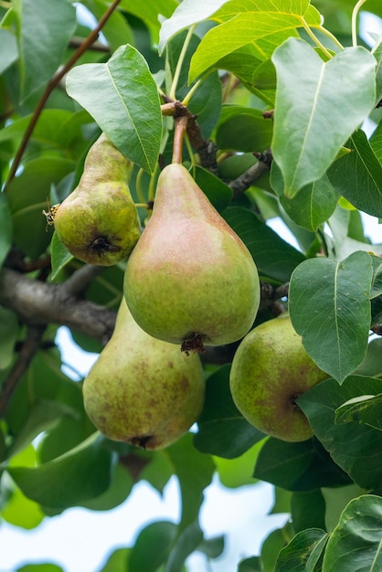 Close up van verse biologische peer op boom