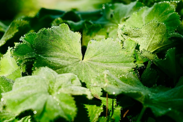 Close-up van verse bladeren met ochtendwaterdauw