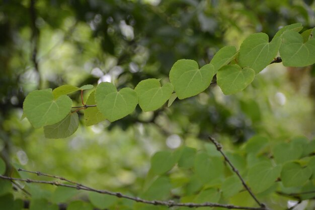 Foto close-up van verse bladeren