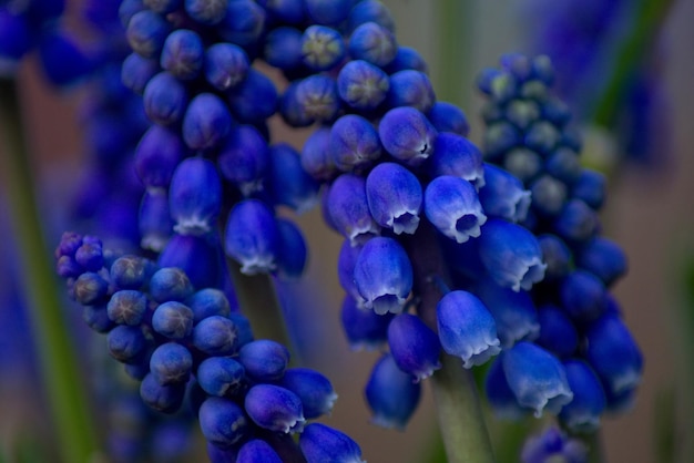 Foto close-up van verse blauwe bloeiende planten