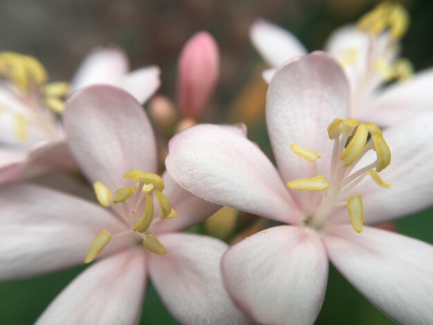 Close-up van verse bloemen die buiten bloeien