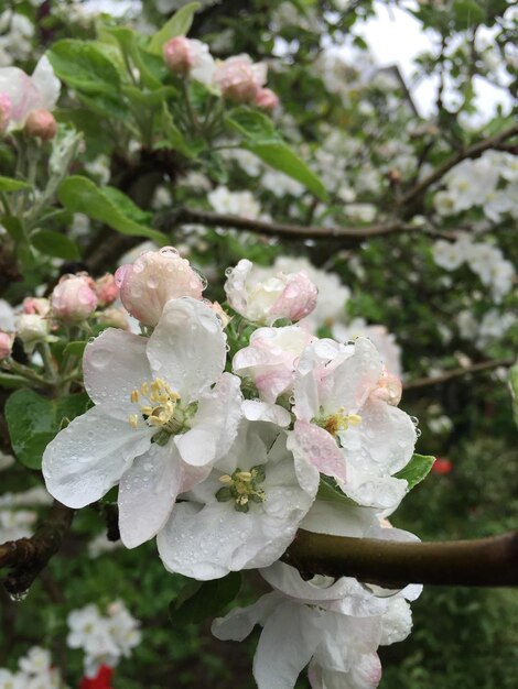 Close-up van verse bloemen op een boom