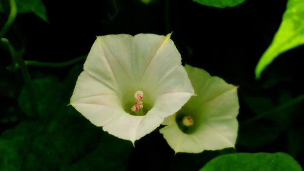 Foto close-up van verse bloemen