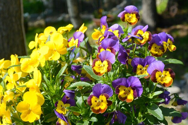 Foto close-up van verse gele bloeiende planten